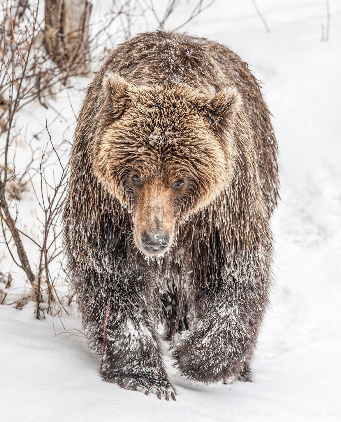 A large grizzly bear treads quietly through the snow