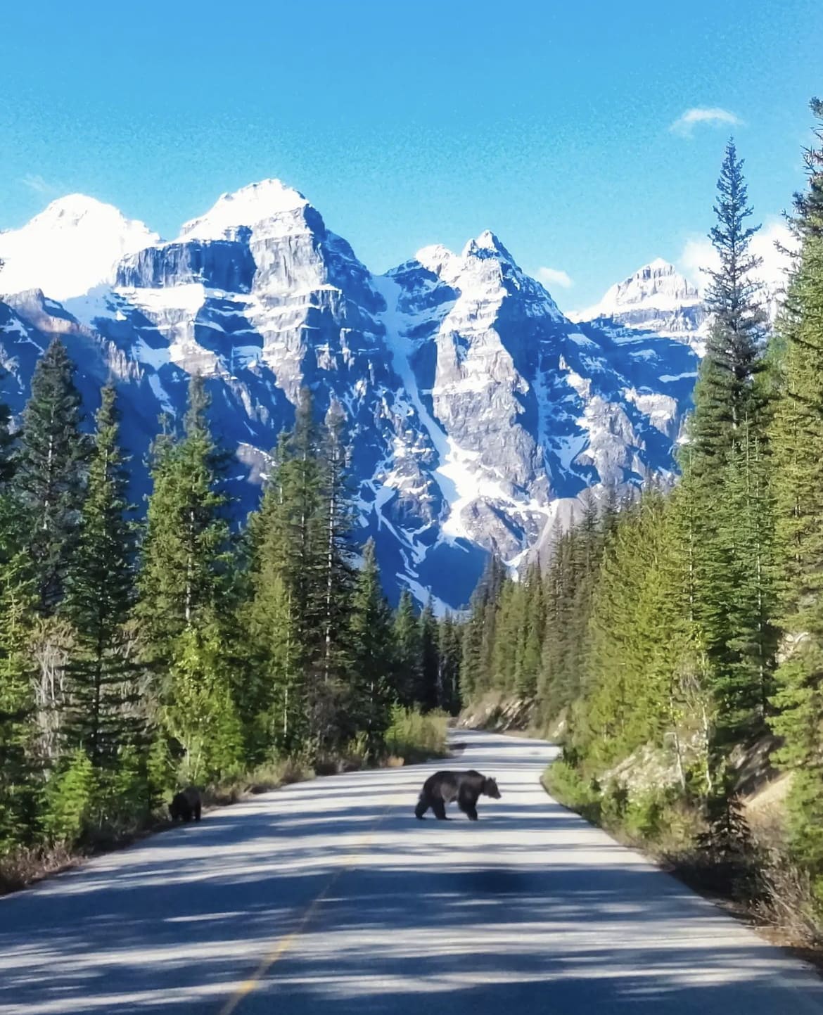 Grizzlies crossing the road in Moraine Lake Banff National Park