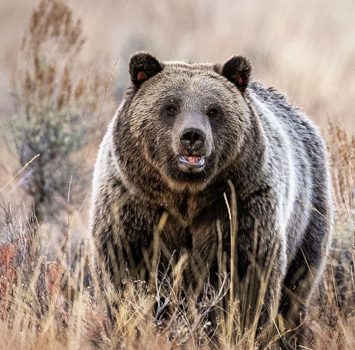 Blonde the Grizzly Bear