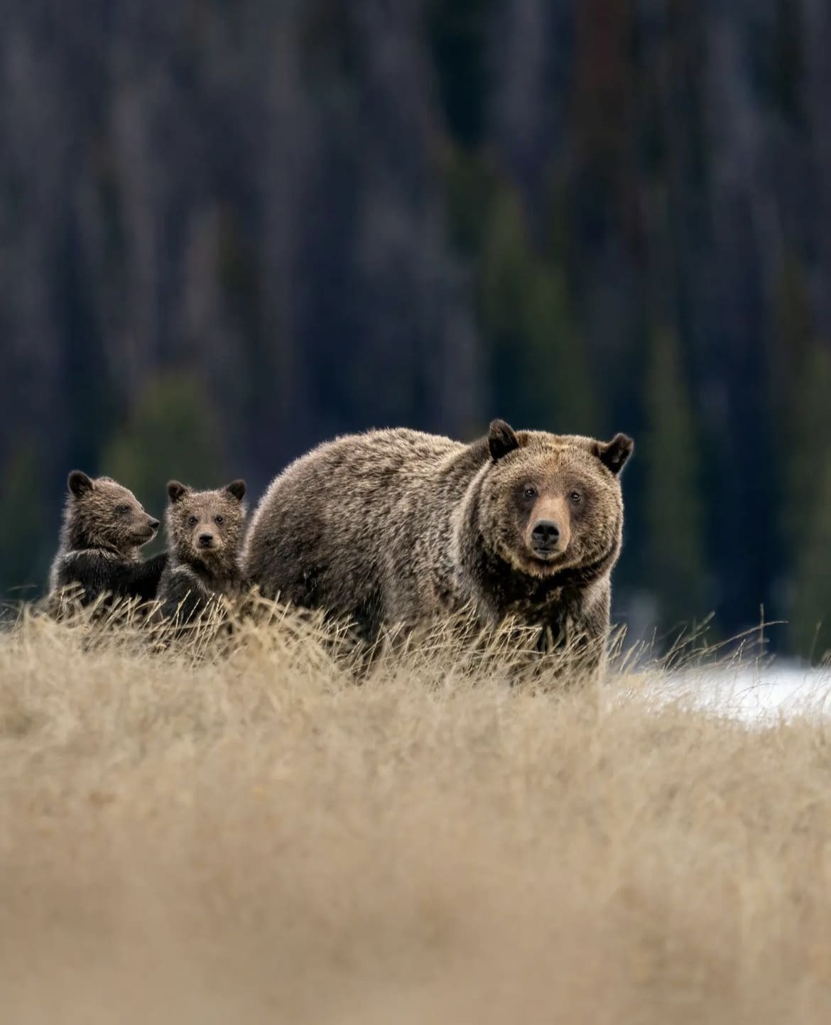 Mother bear with two young cubs