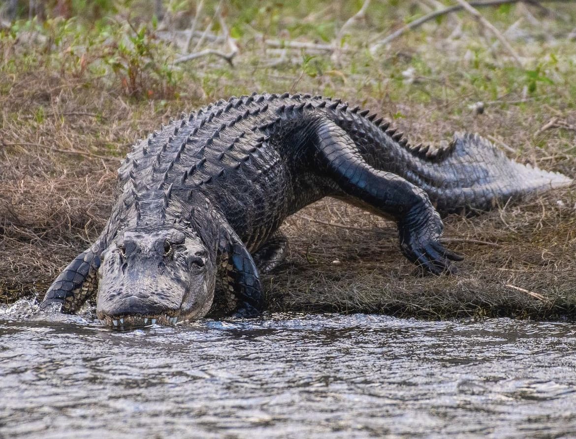 American Alligator - Crocodiles Vs Alligators