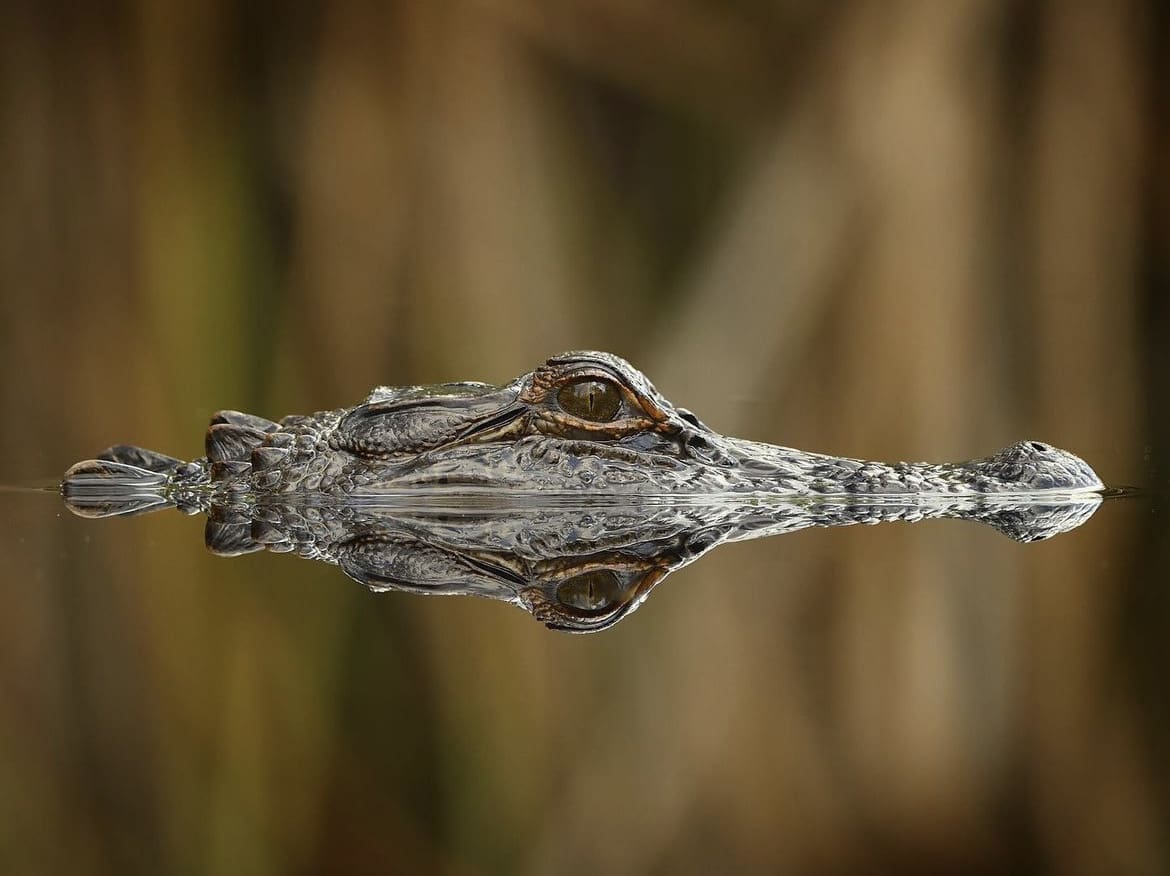 A small alligator swimming at the surface - Crocodiles Vs Alligators