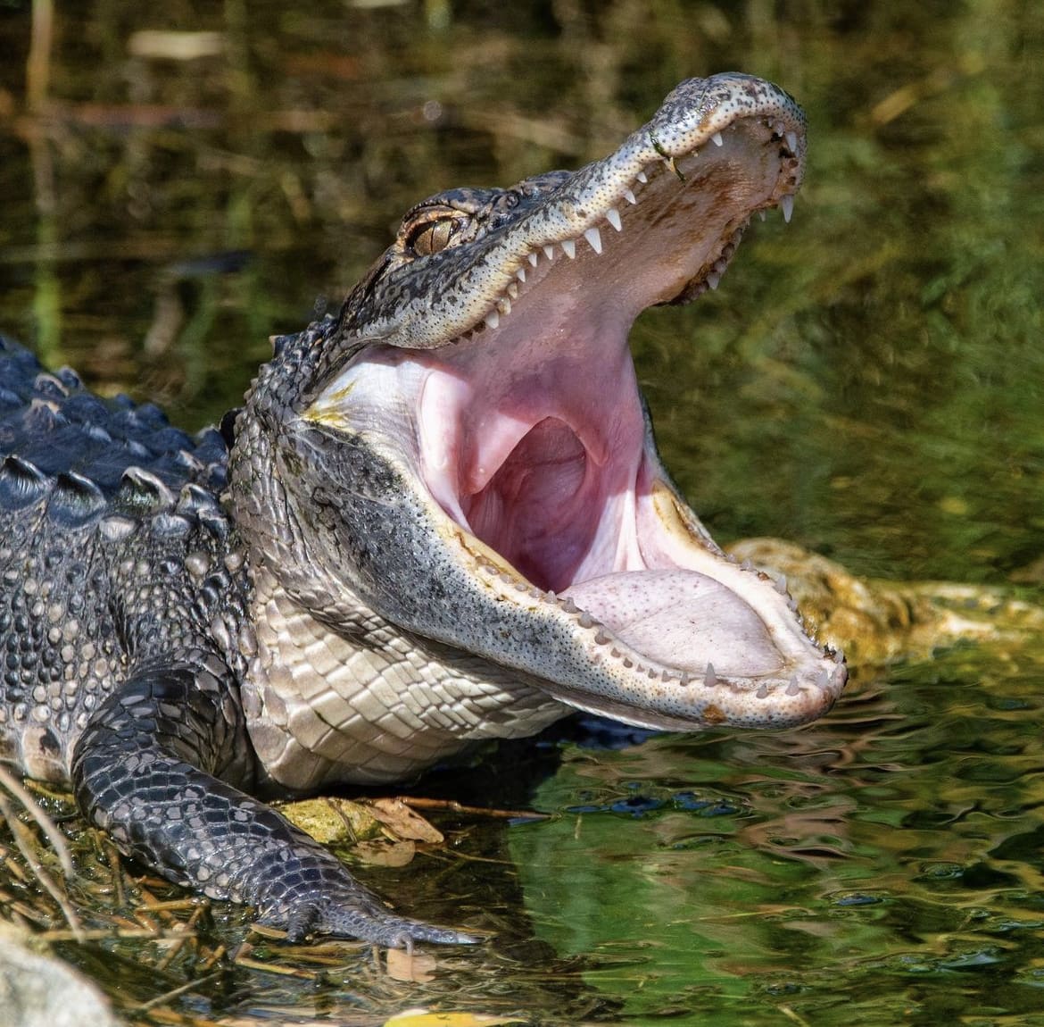 American Alligator sunning itself with an open mouth