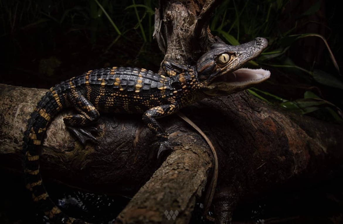 Baby american alligator