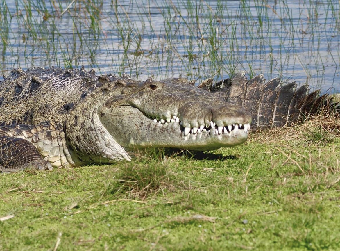 American Crocodile