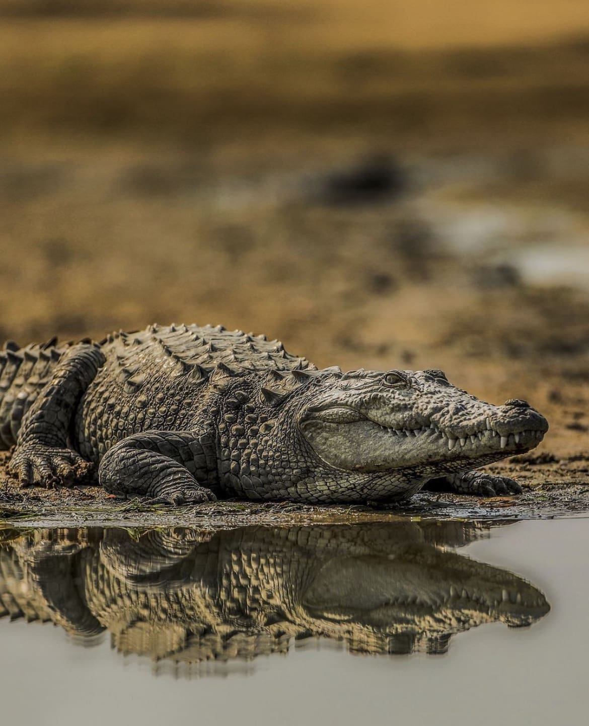 Mugger Crocodile, India - Crocodiles Vs Alligators