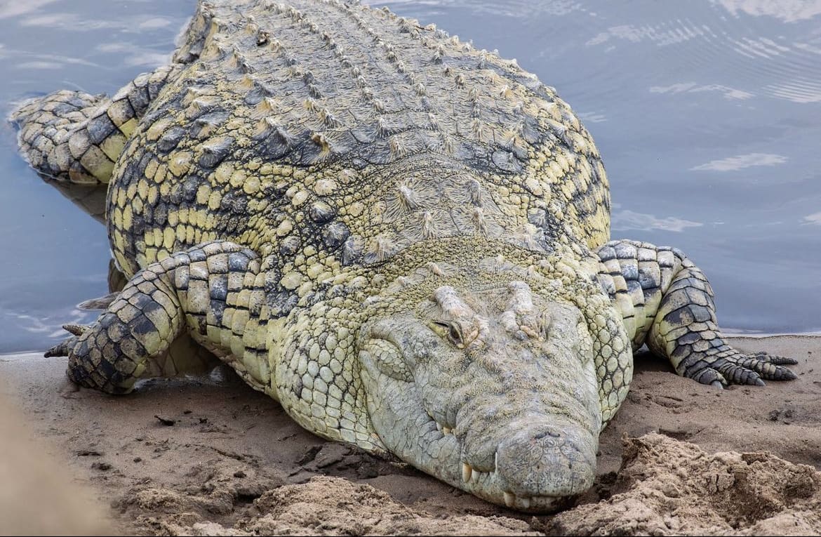 Huge Nile Crocodile making it's way out of the river
