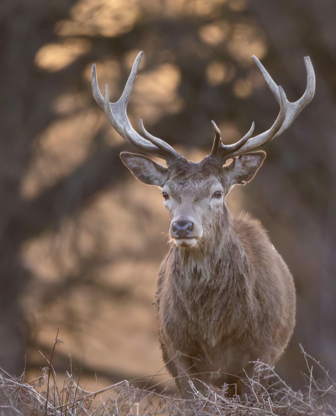 Red Deer - 16 Incredible Wildlife Species in the United Kingdom