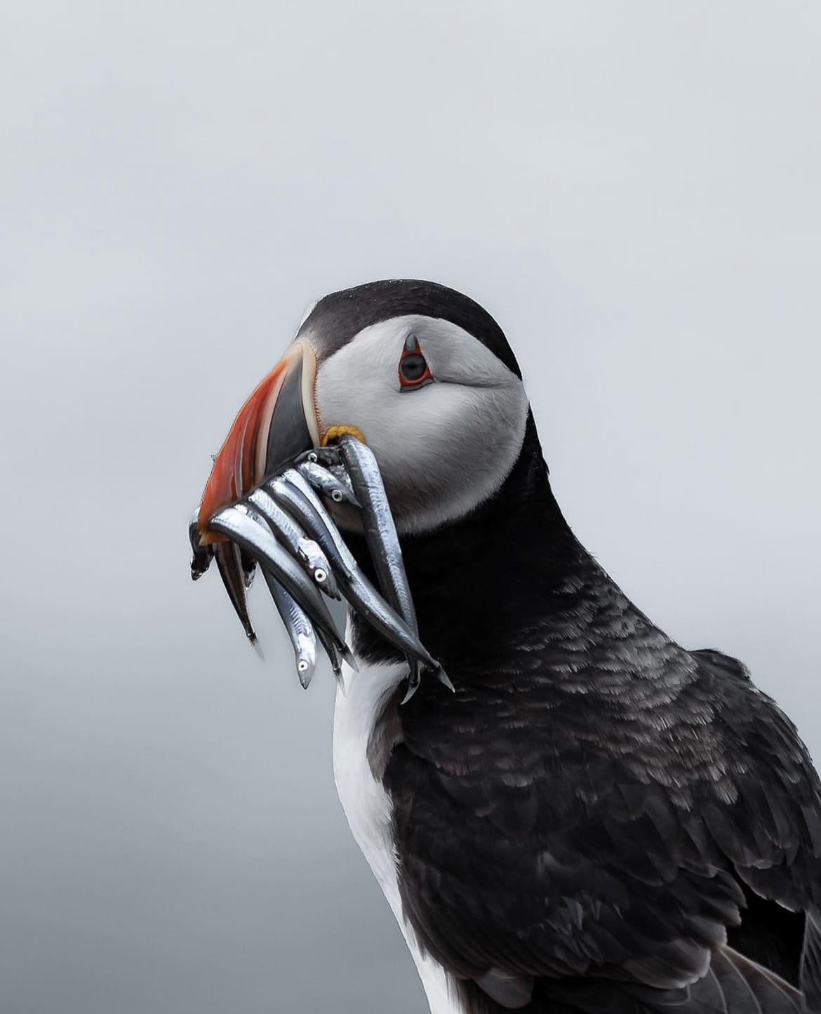 Atlantic Puffin with a mouth full - 16 Incredible Wildlife Species in the United Kingdom