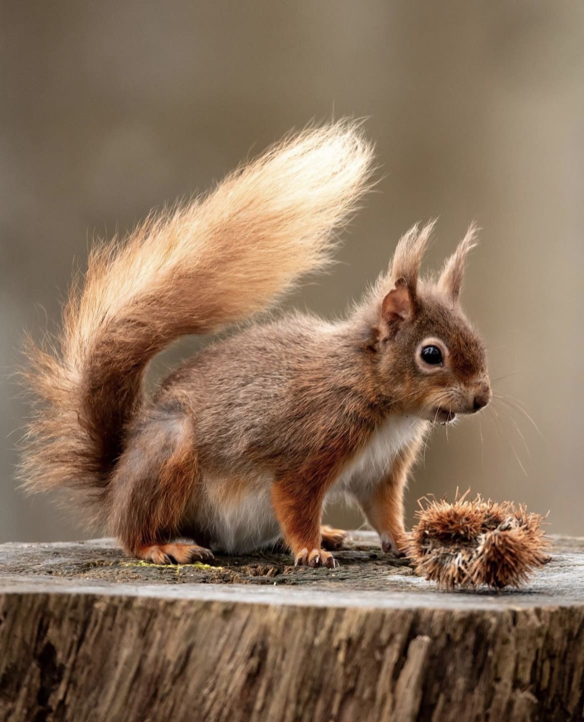 Red Squirrel - wildlife in the united kingdom
