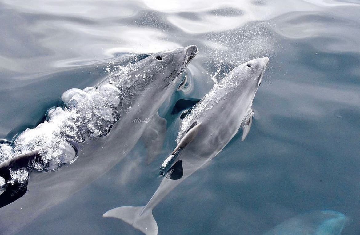 Bottlenose Dolphin