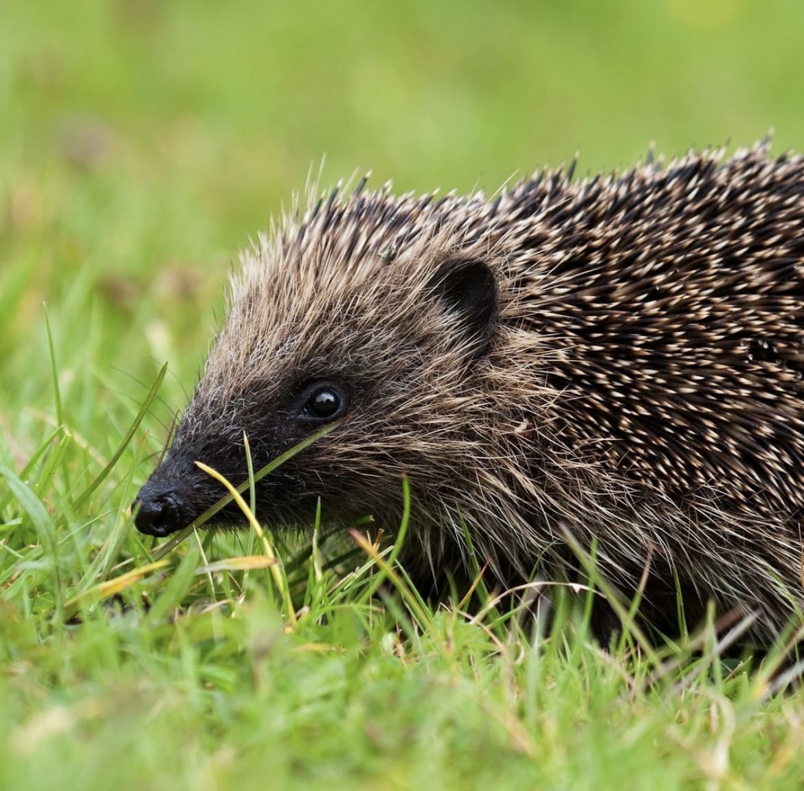 Hedgehog - wildlife in the united kingdom