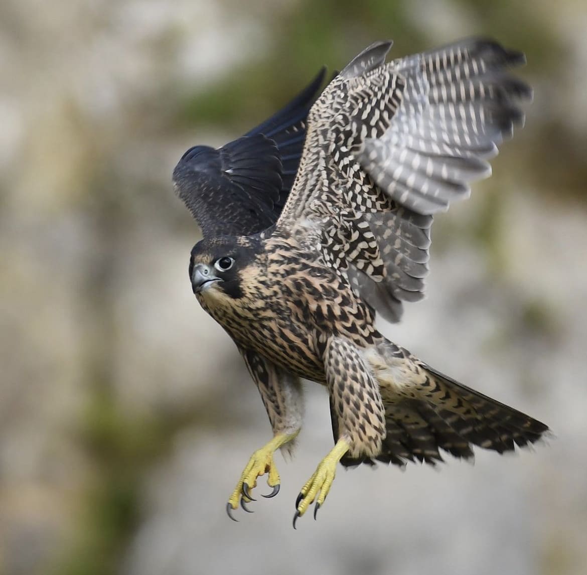 Peregrine Falcon