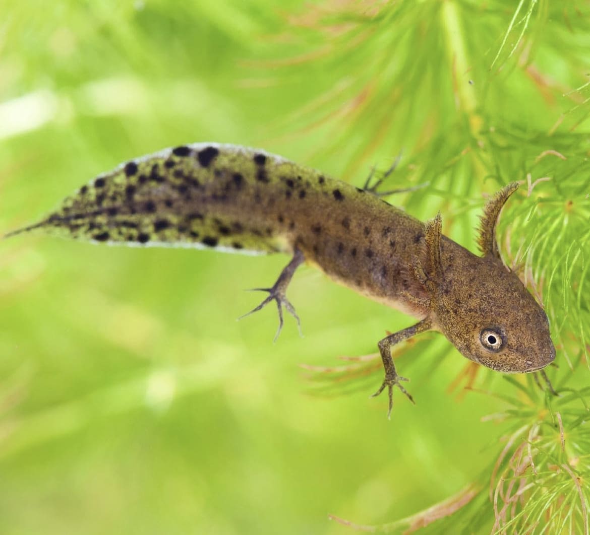 Great Crested Newt