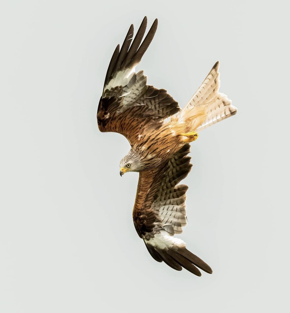 Red Kite