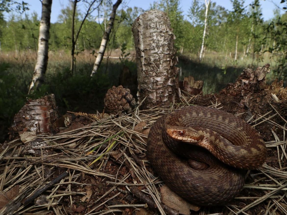 Common European Adder