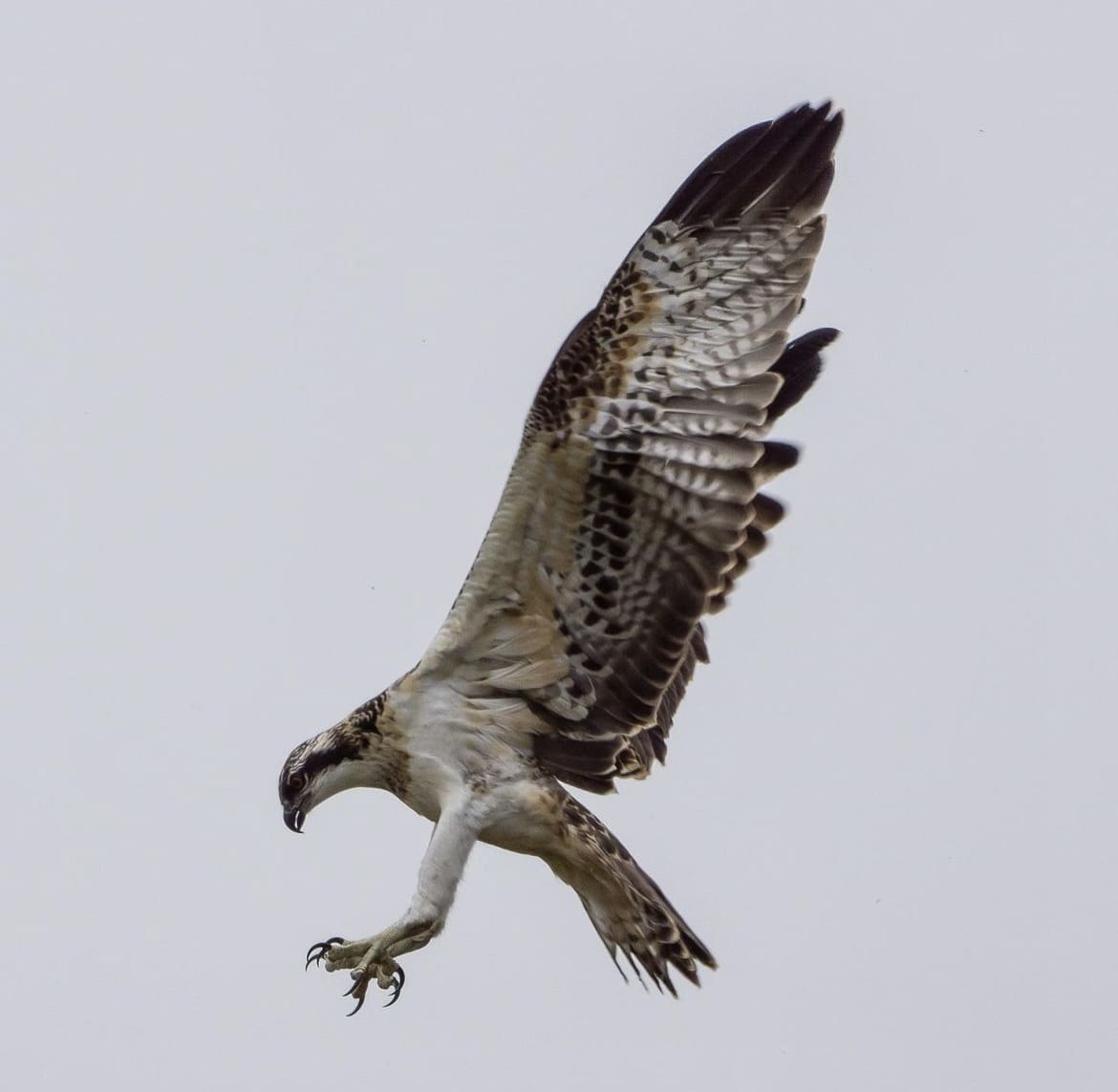 Osprey