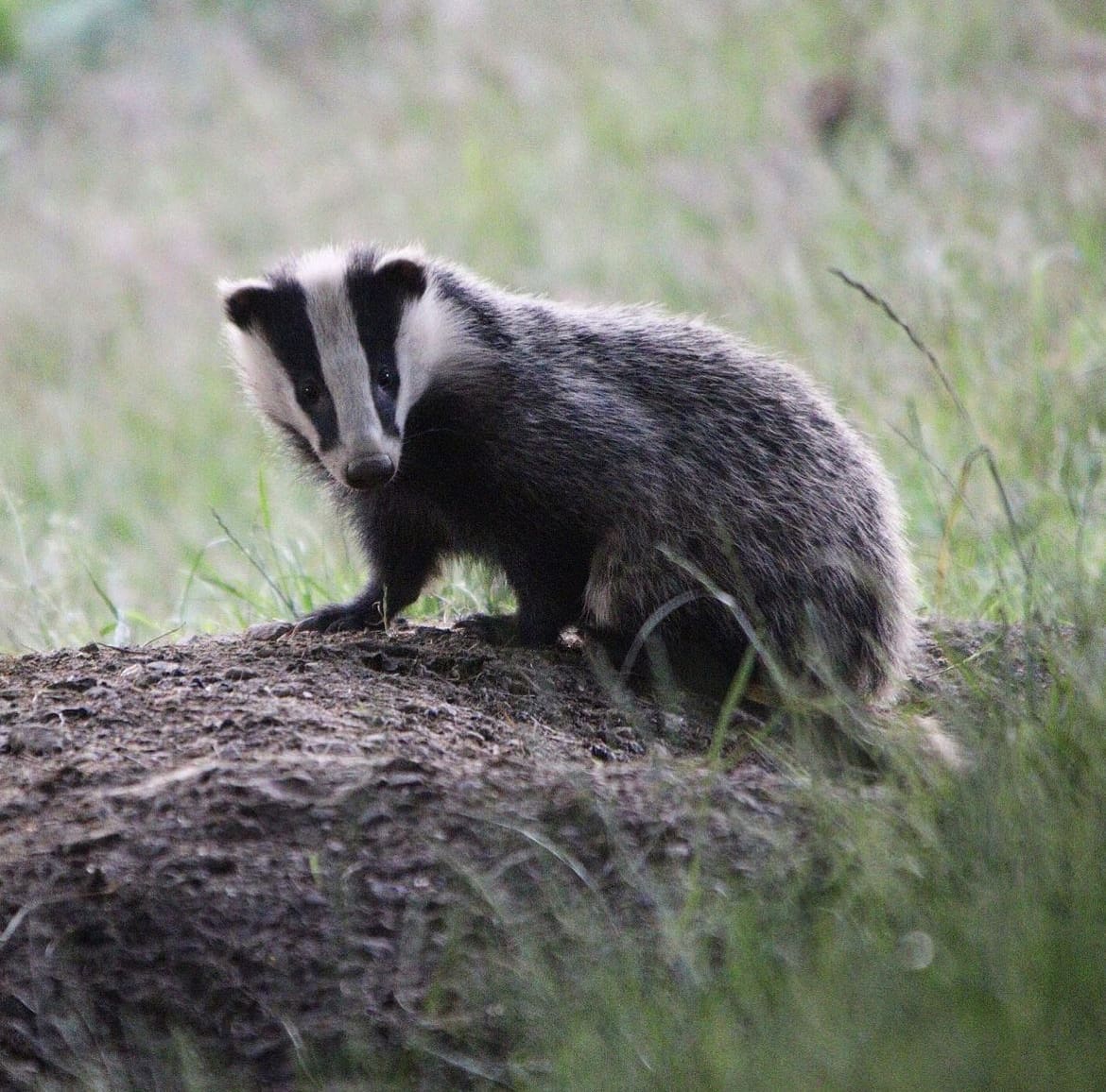 Badger