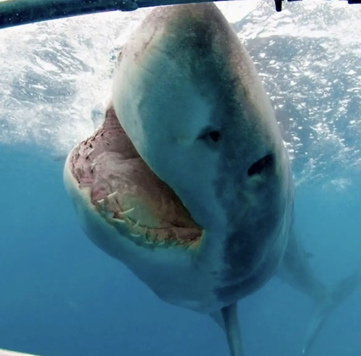 Great White Sharks, Gansbaai