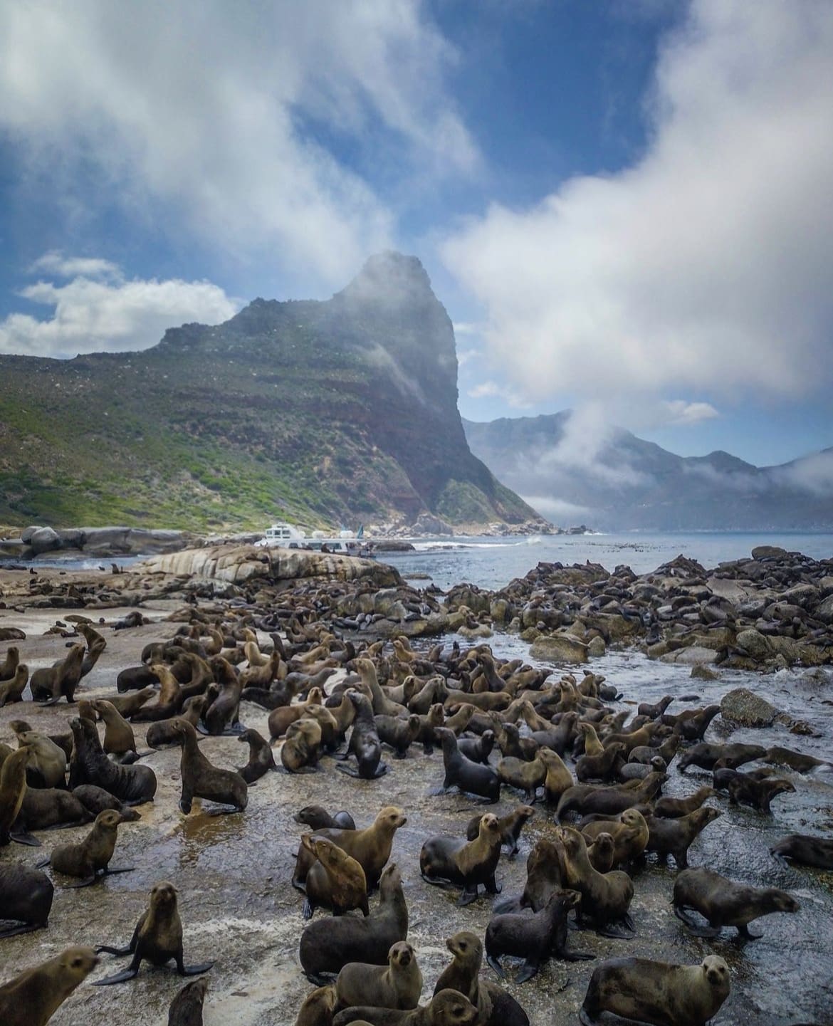 Seal Island, Hout Bay