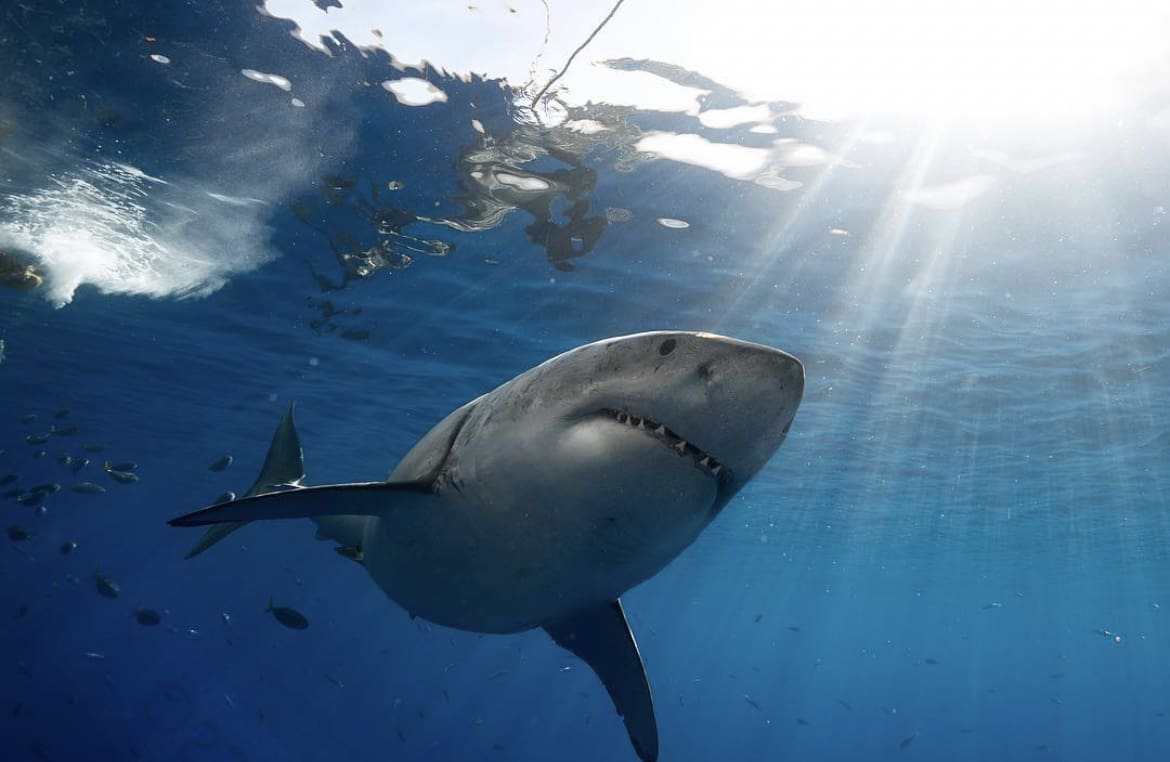 Great White Shark, Mossel Bay