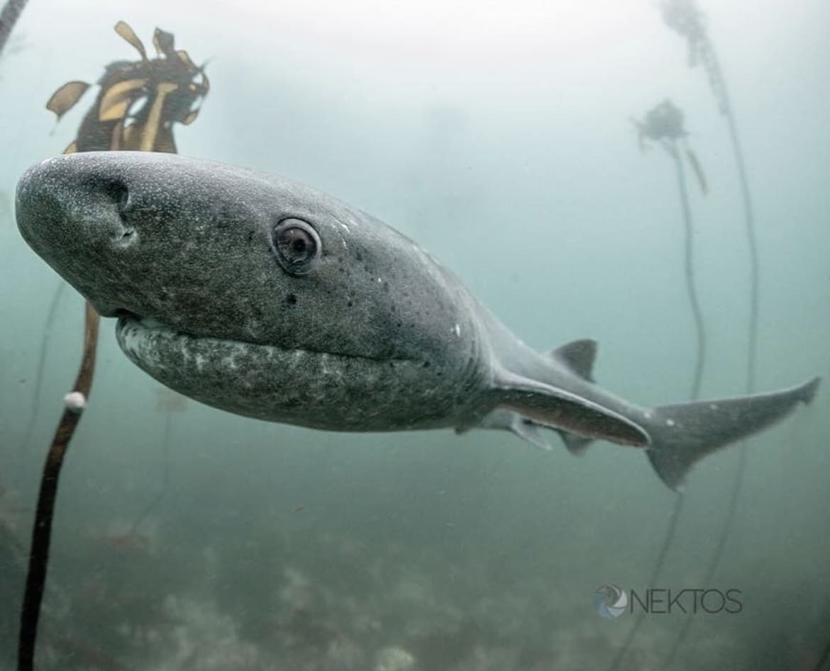 Seven Gill Shark, Cape Town