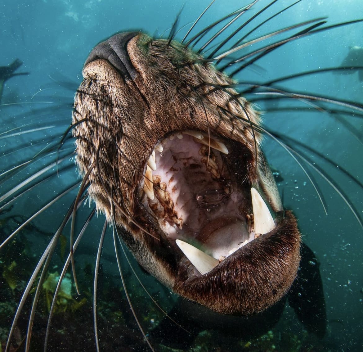 Cape Fur Seals