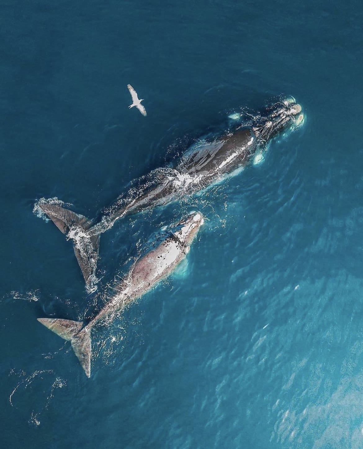 Whale and calf, Cape Town