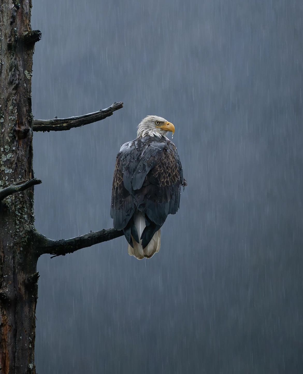 Very rainy day in Alaska - wildlife photography