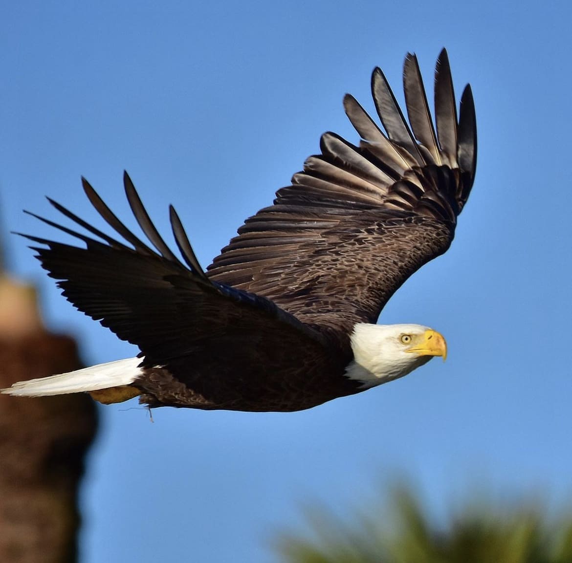 Bald Eagle in flight