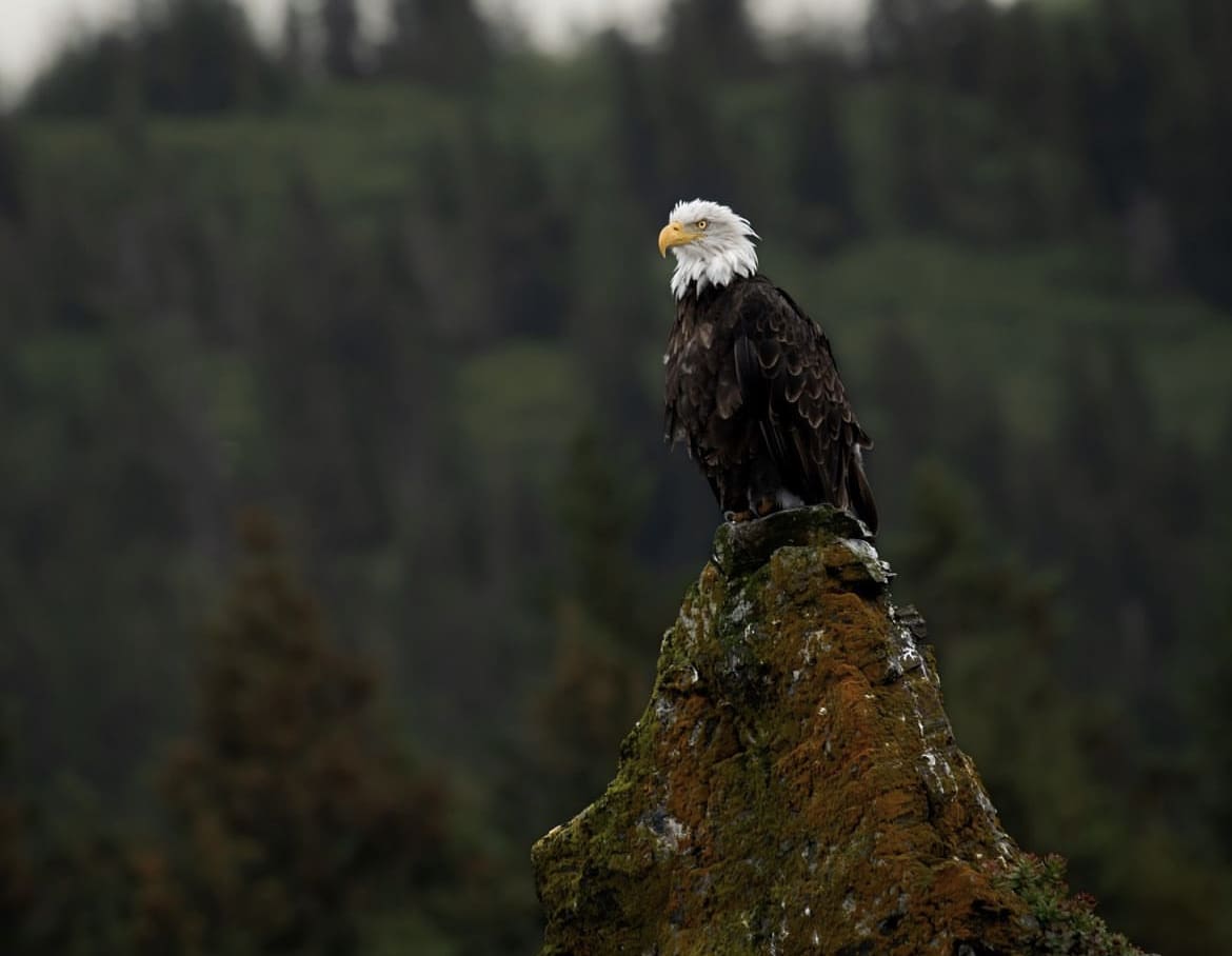 Birding in Homer, Alaska