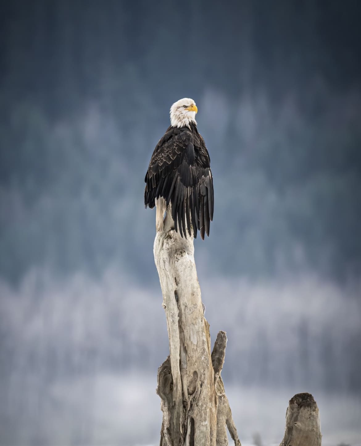 A bald eagle rests on a dead tree branch