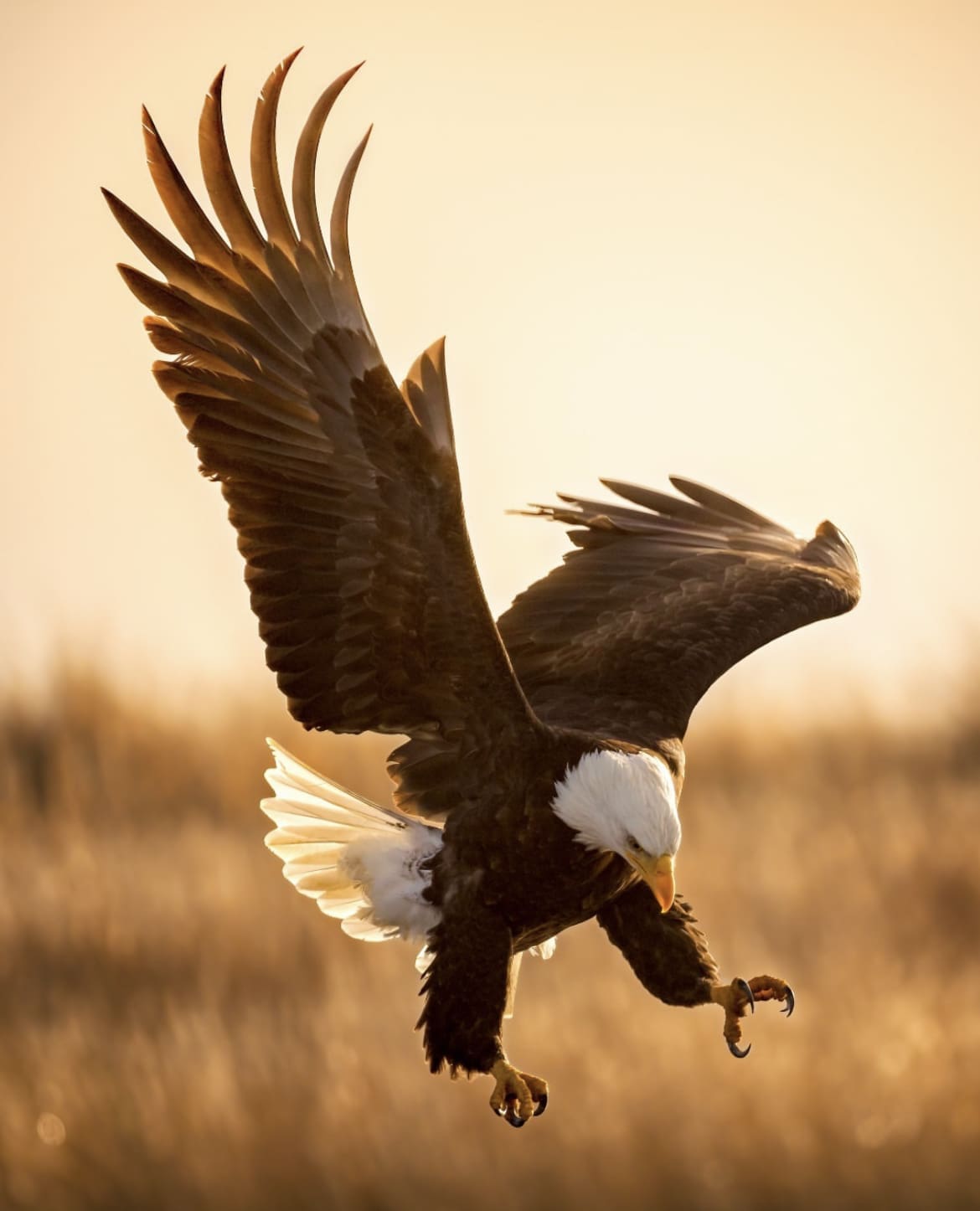 WHat do bald eagles eat?