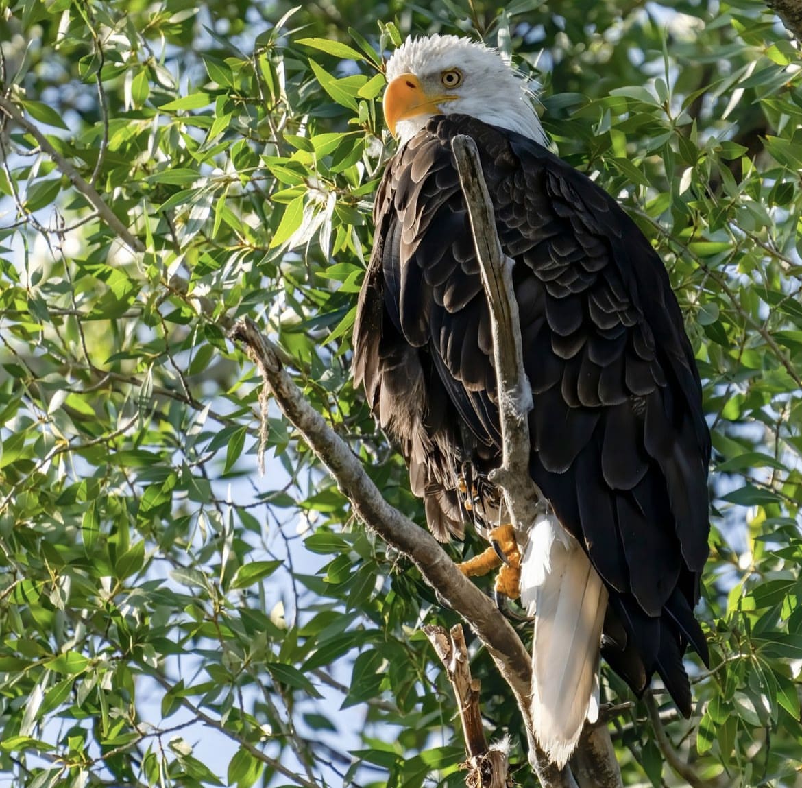  Eagle in Grand Teton National Park