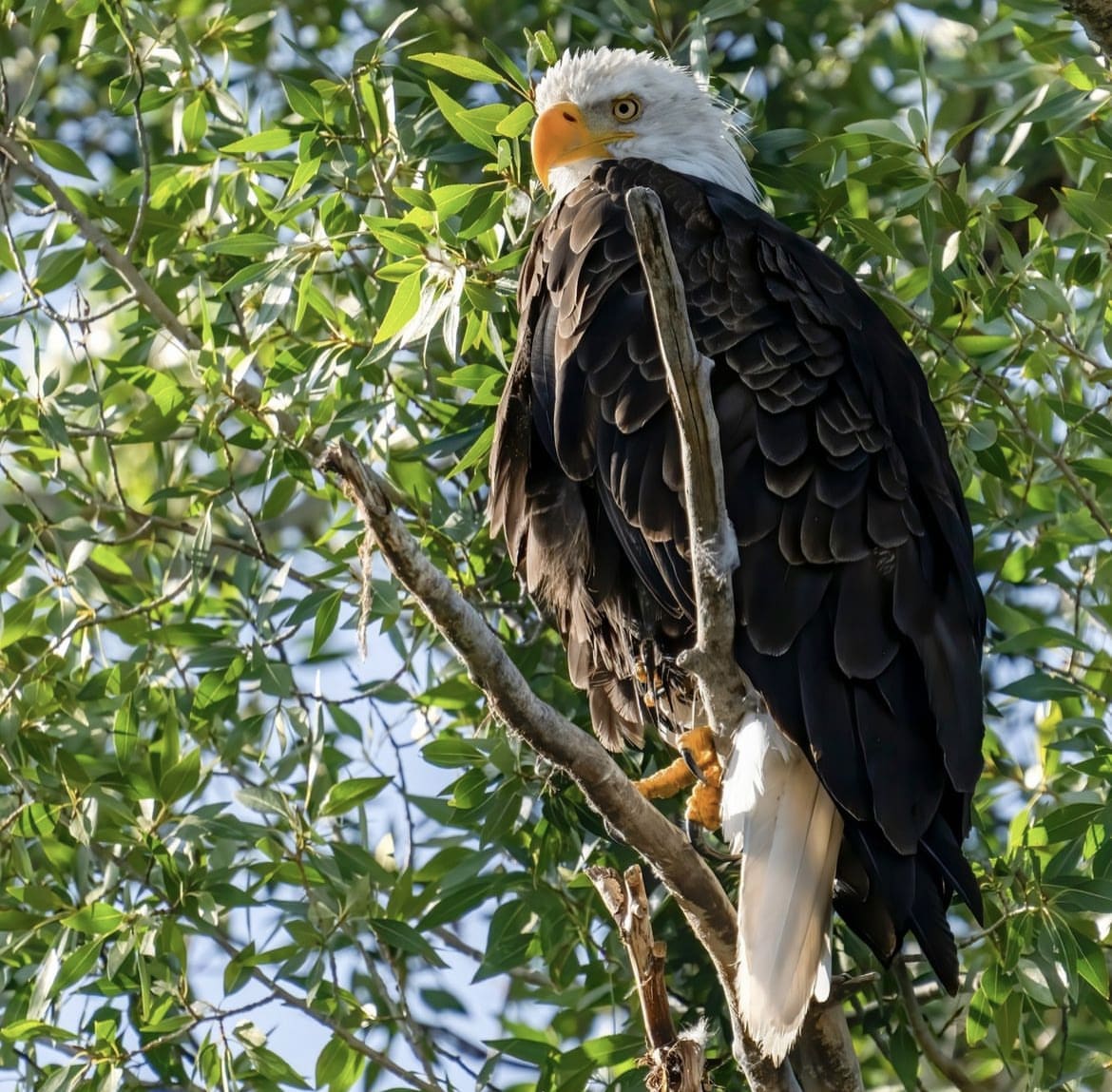Eagle in Grand Teton National Park