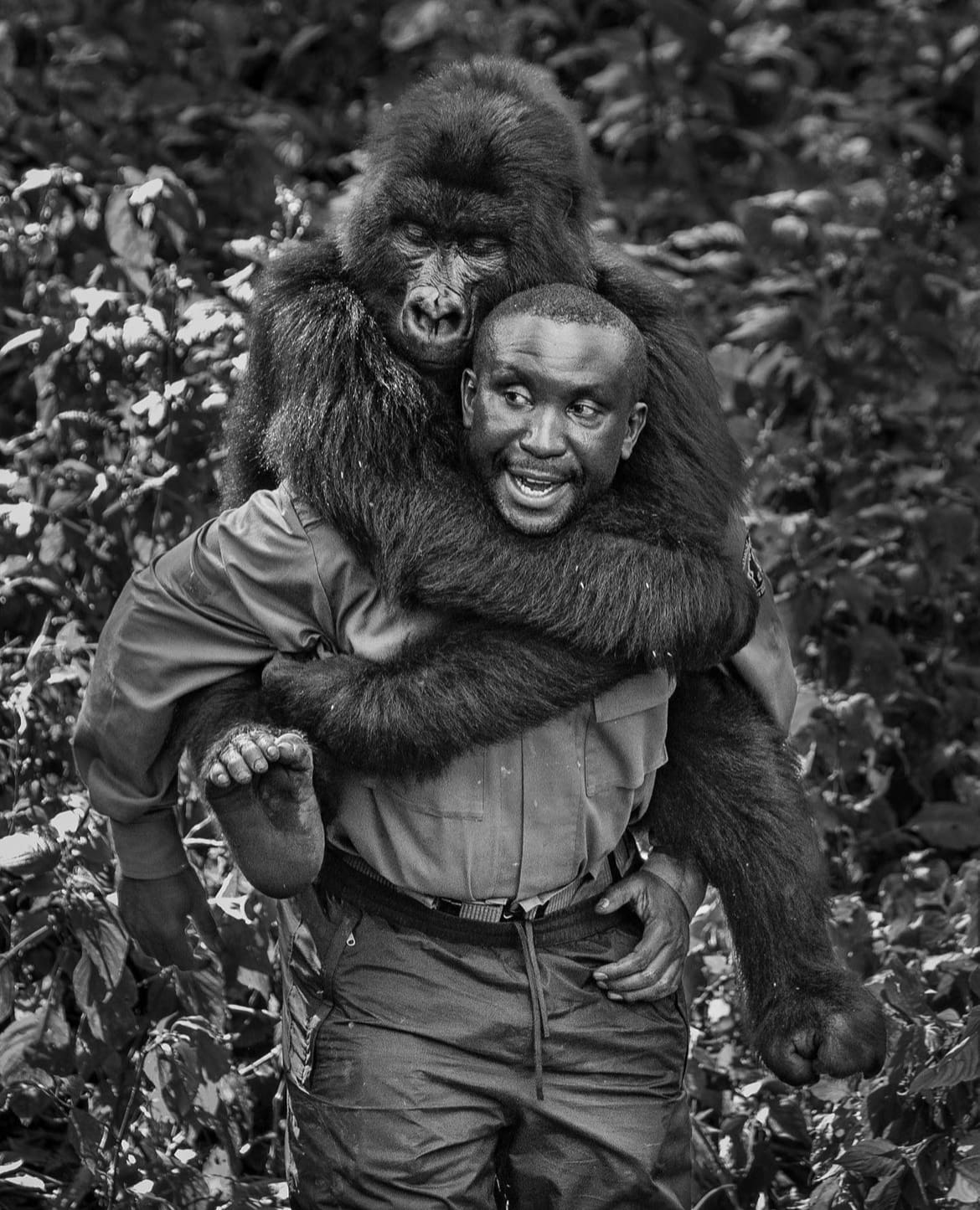 A field ranger carrying a young gorilla on his back