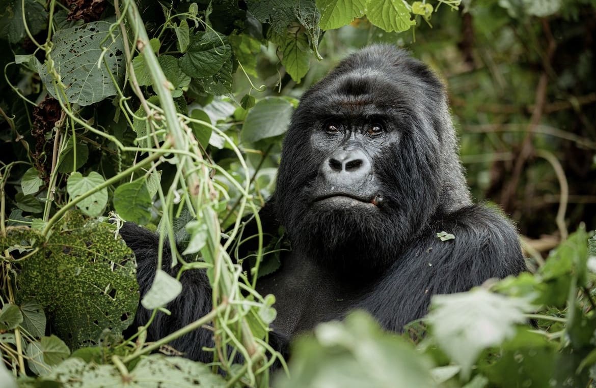 A large silverback, named Humba, resting in the Virunga Mountains