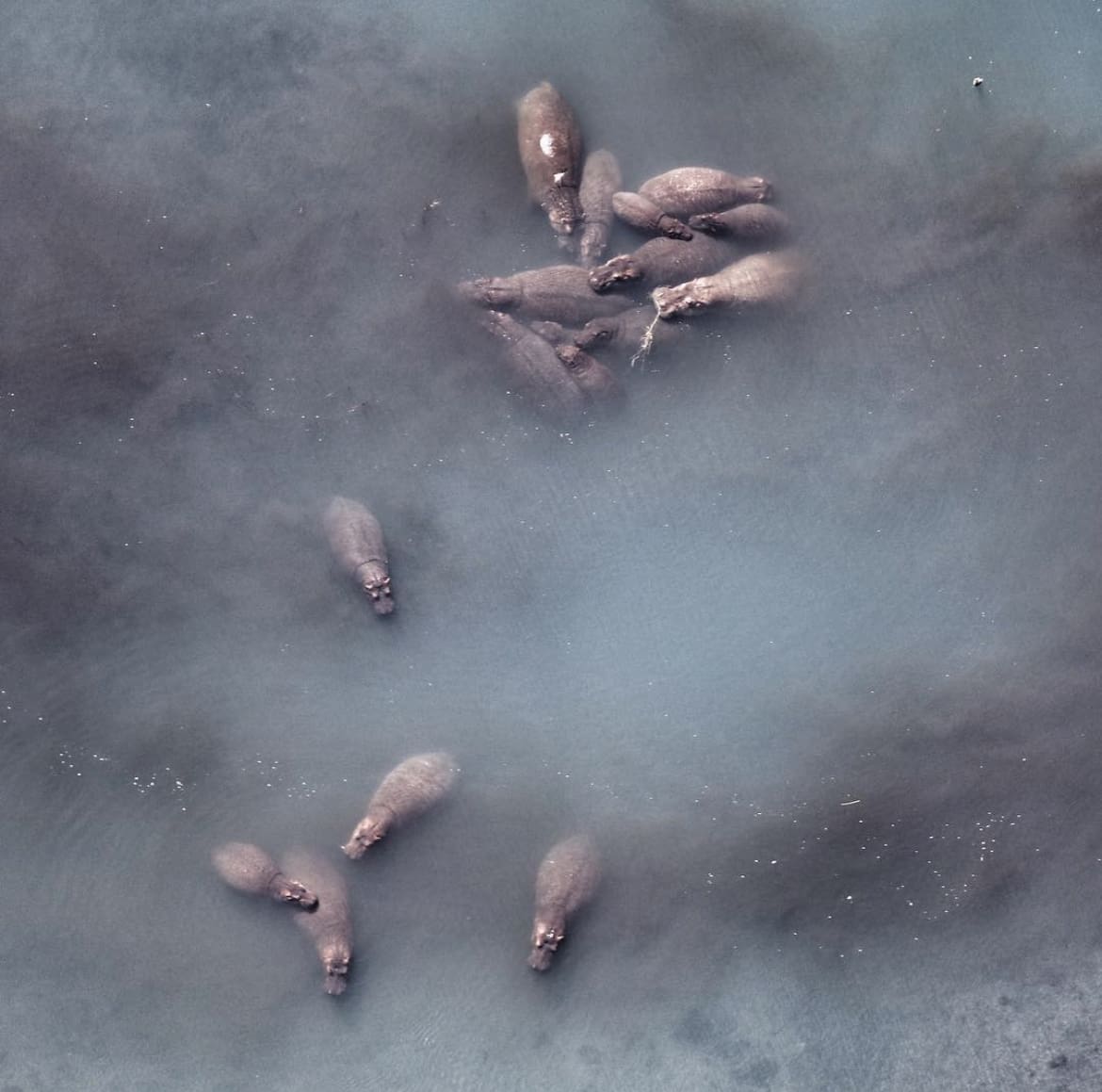 Aerial view of a pod of hippos in the Tongo area