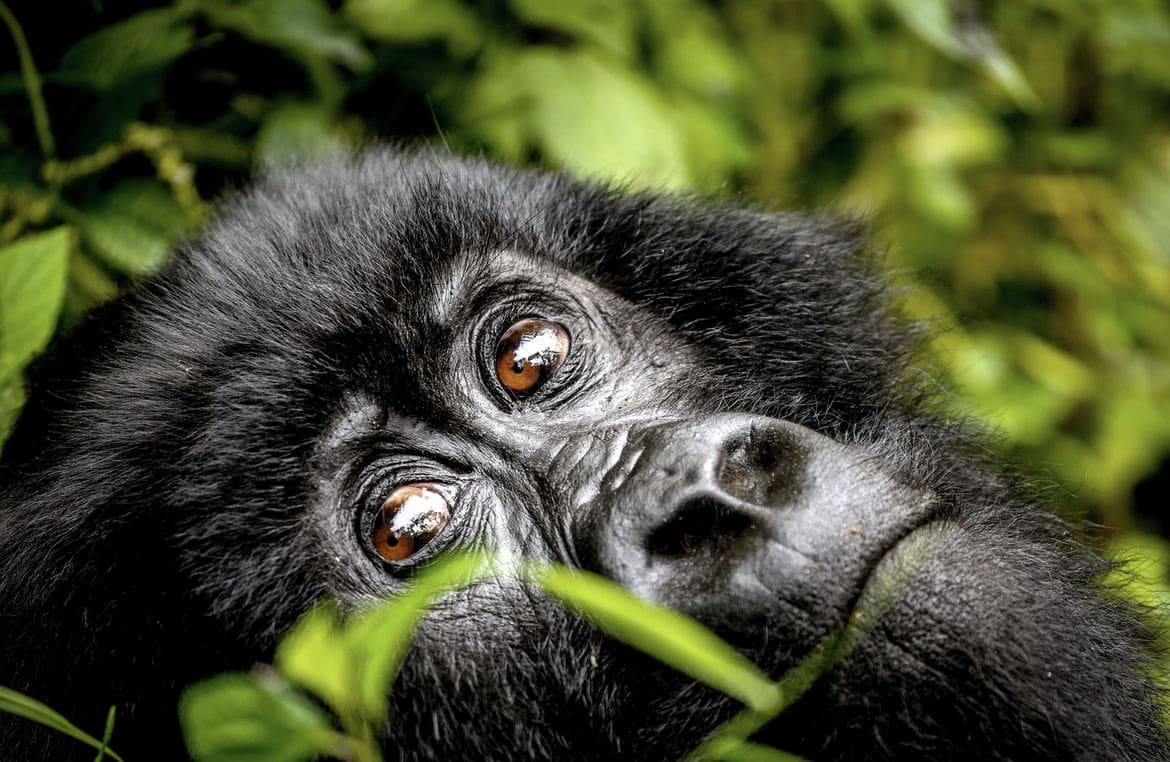 Gorilla closeup