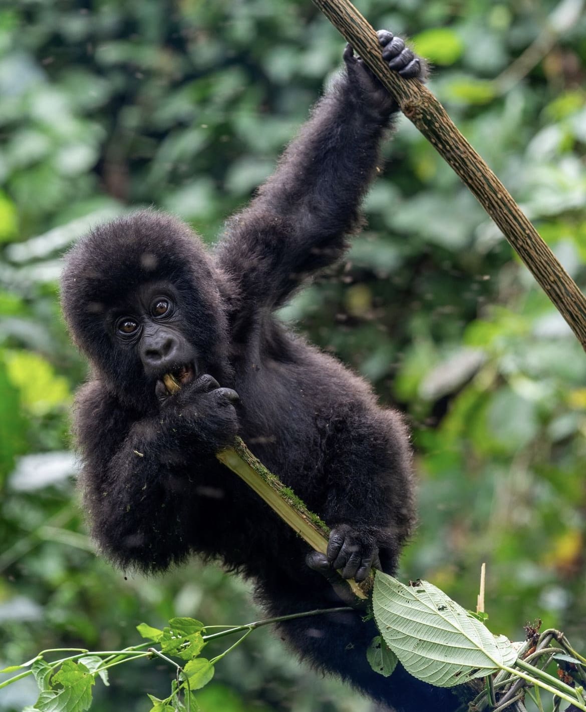 Young Gorilla Playing in Virunga National Park