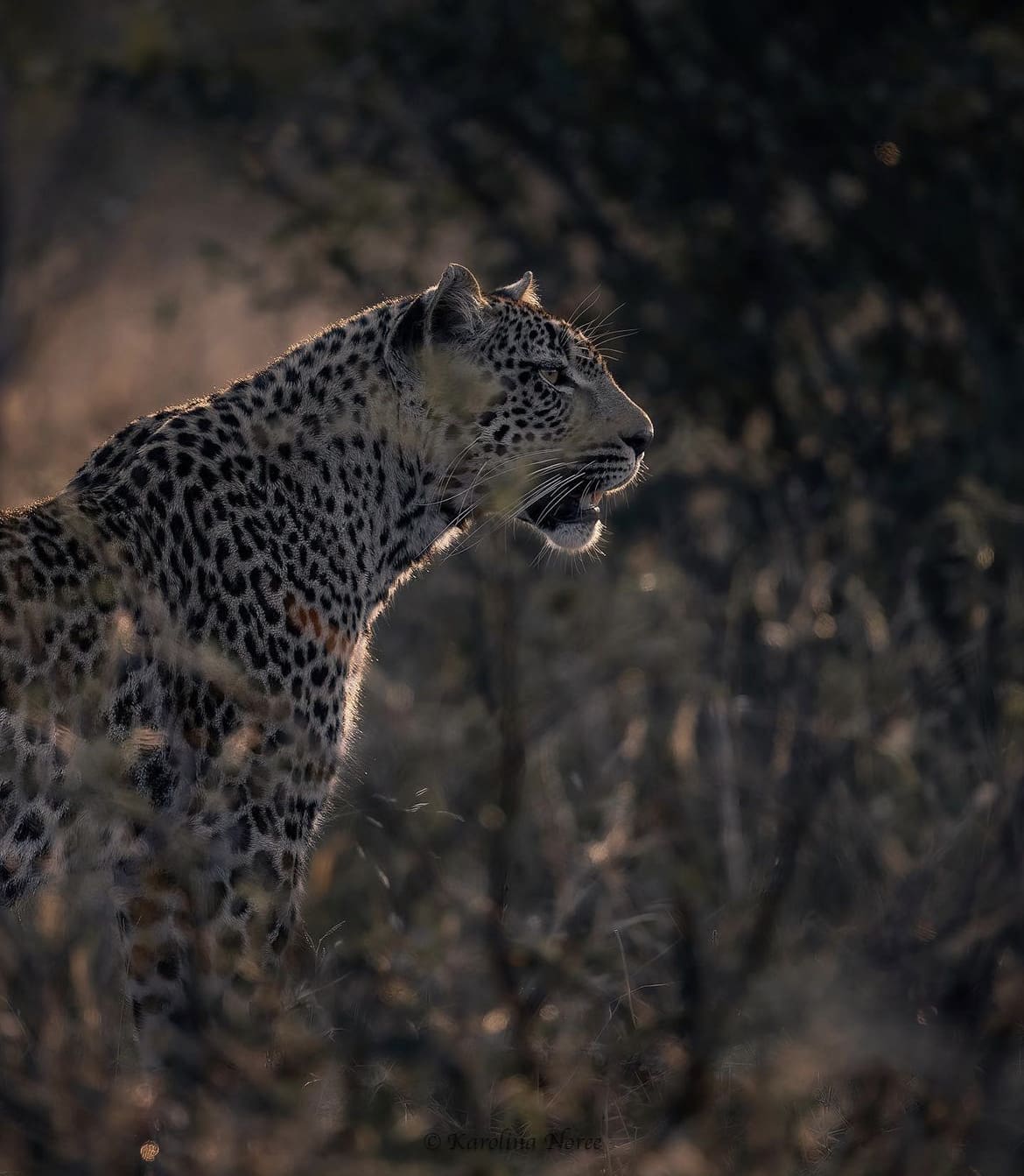 Leopard, Kruger