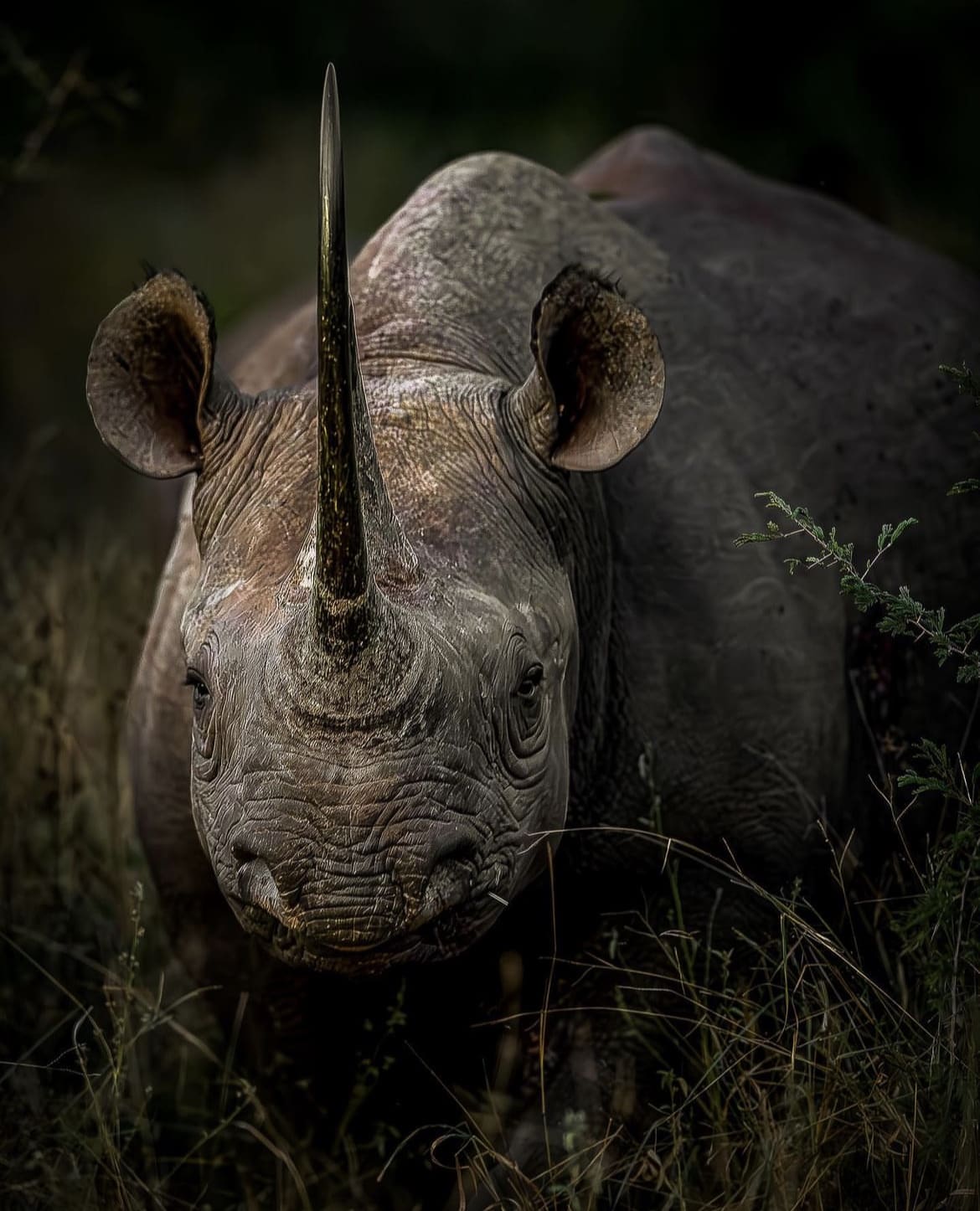 Black Rhino