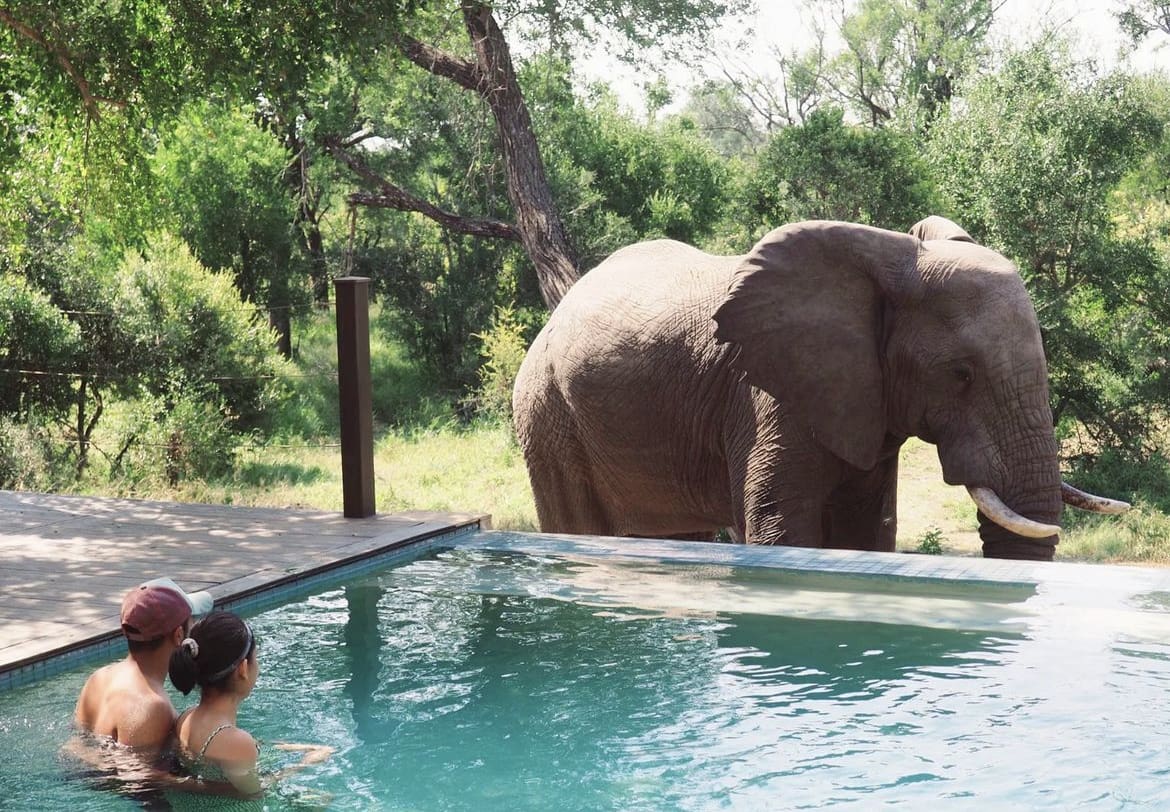 Elephant near swimming pool, Kruger National Park
