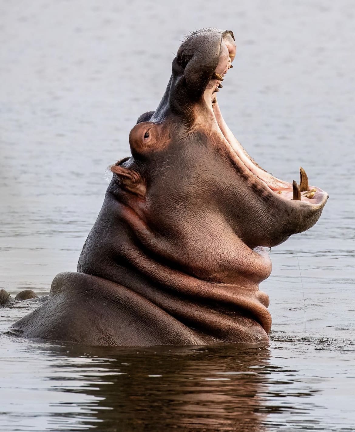Hippo Yawn, Kruger