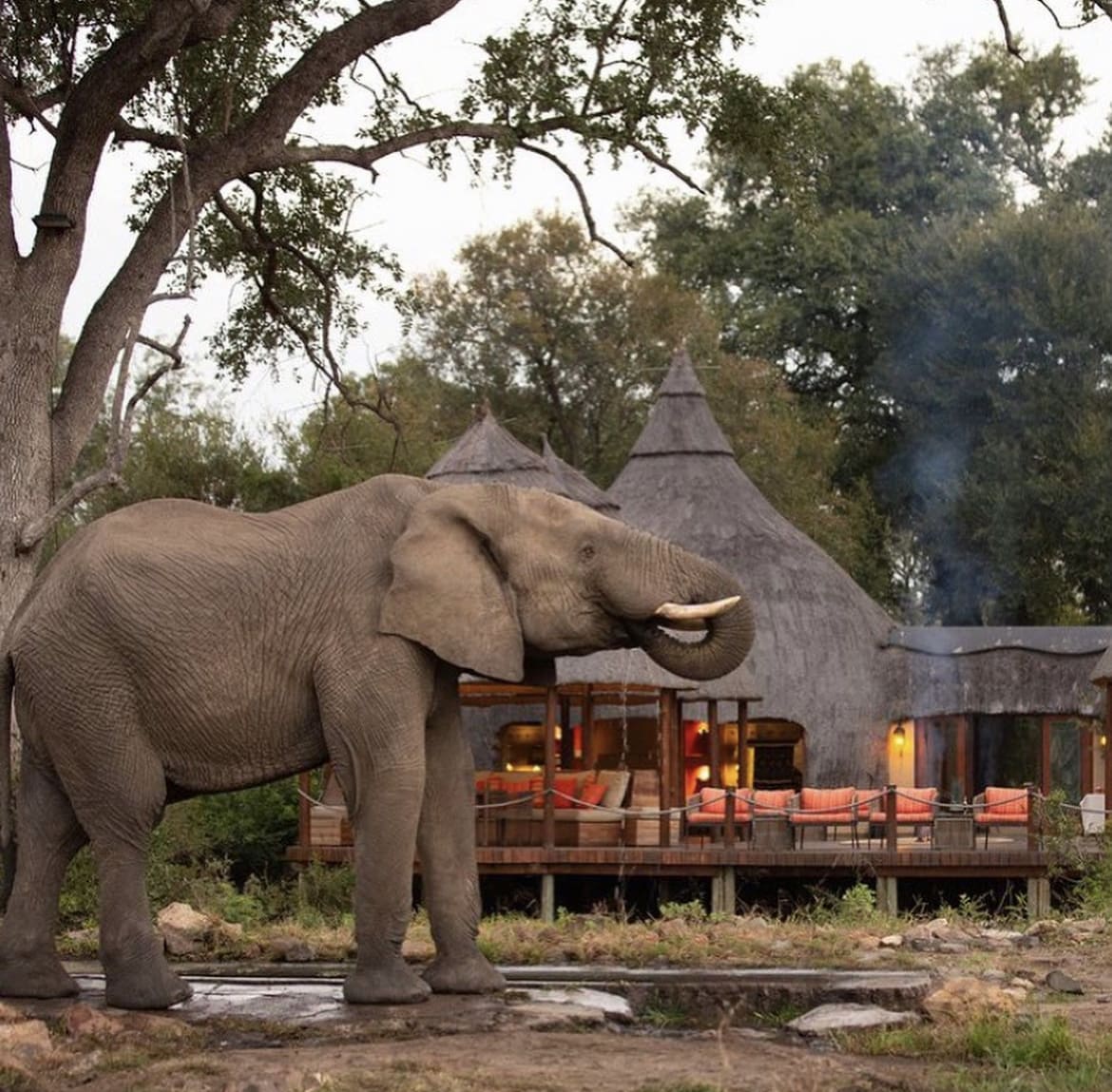 Elephant drinking from lodge waterhole