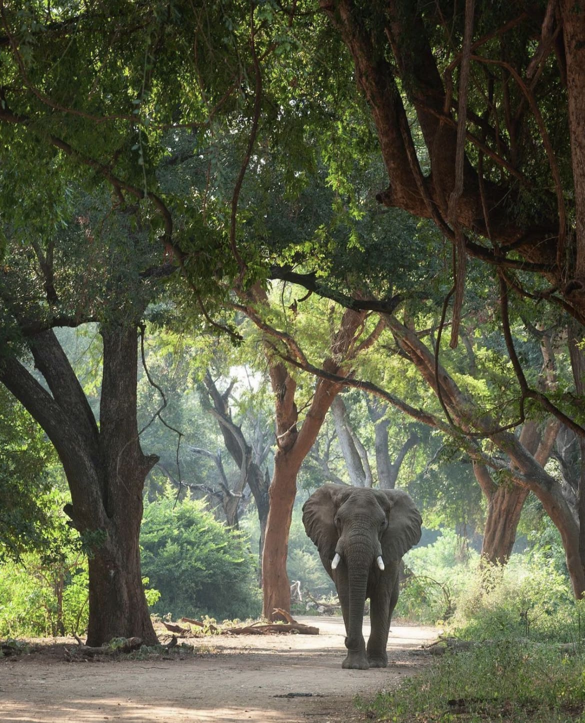 Elephant wandering through the towering trees in Makuleke
