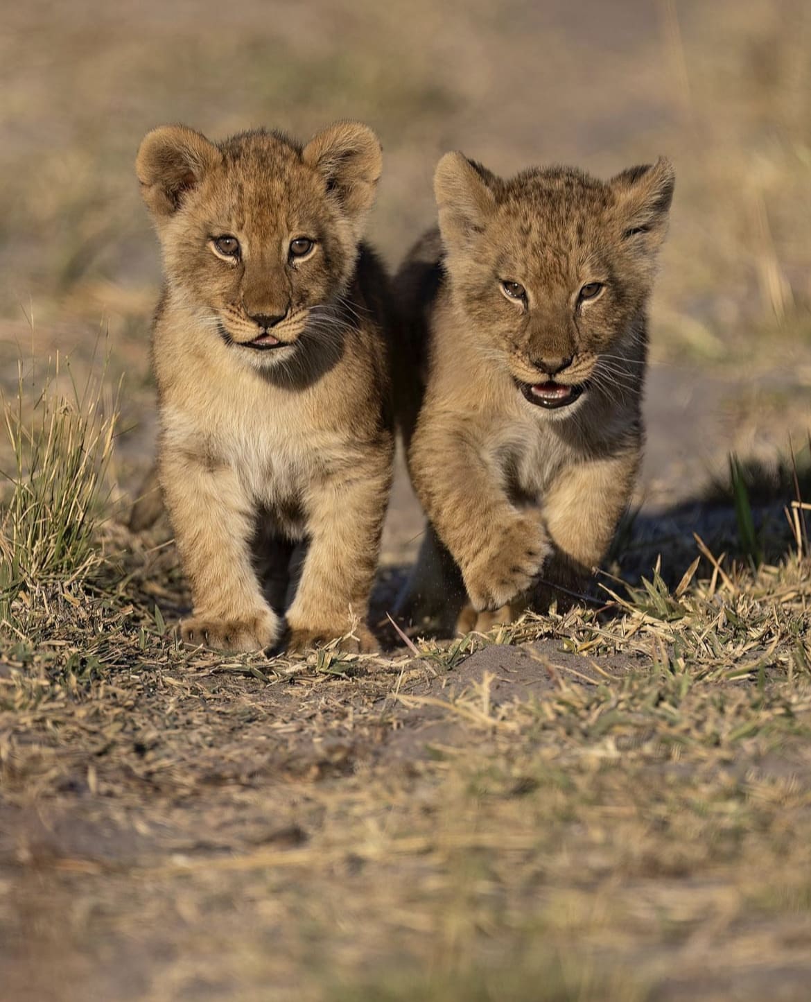 6 week old lion cubs in the Okavango Delta