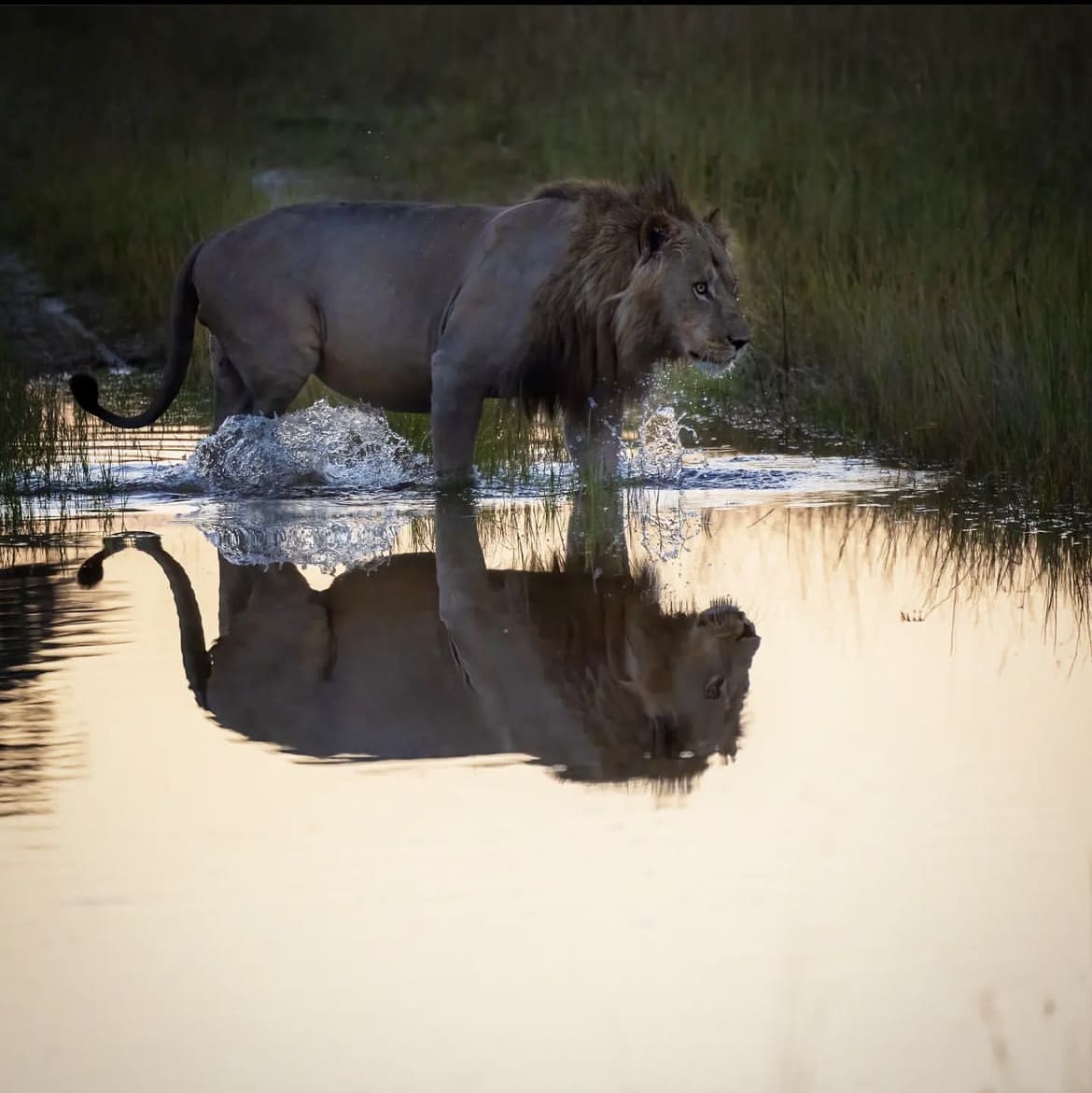 Male lion walking through a flood plain