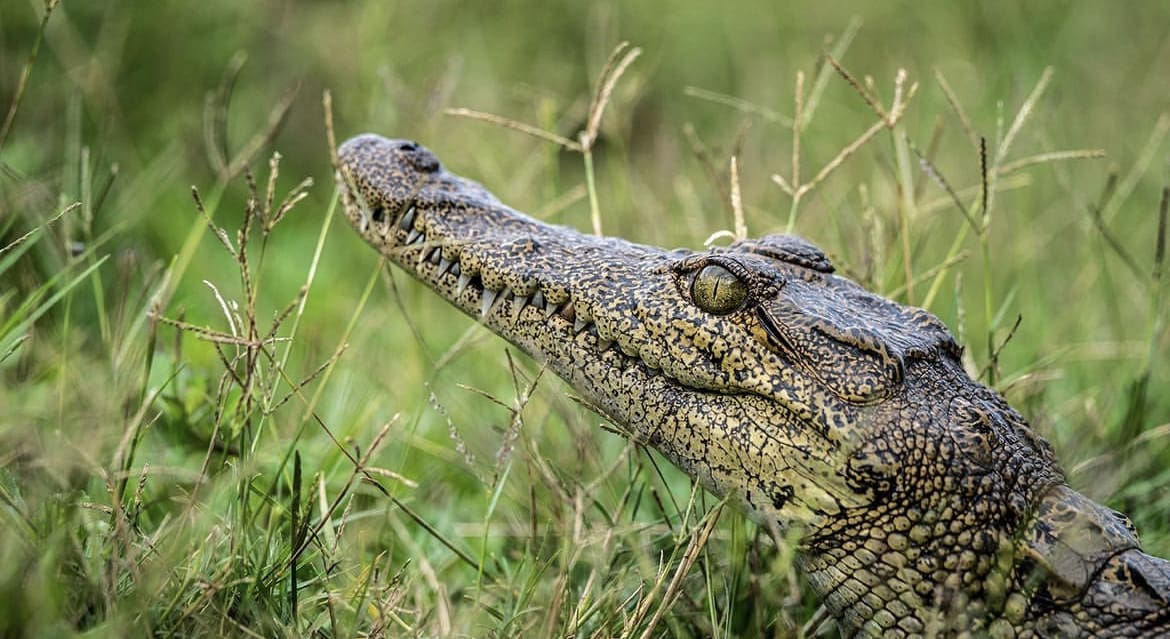 Juvenile Nile crocodile