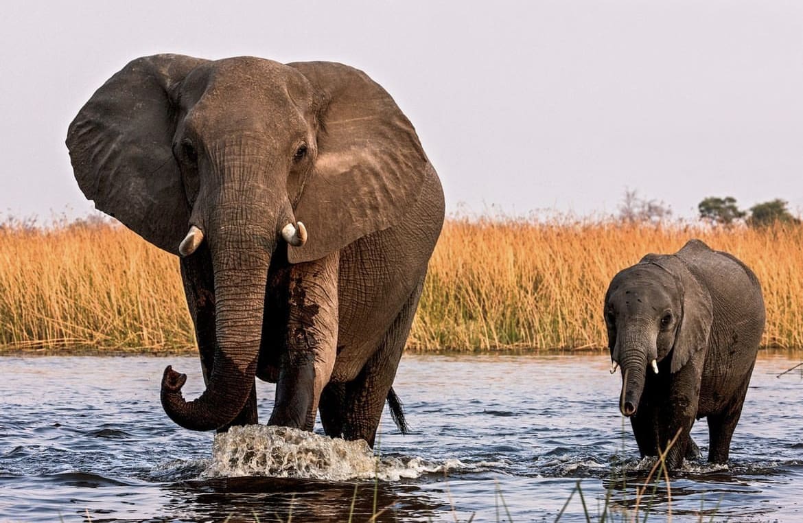 Elephant mother and calf, Okavango Delta